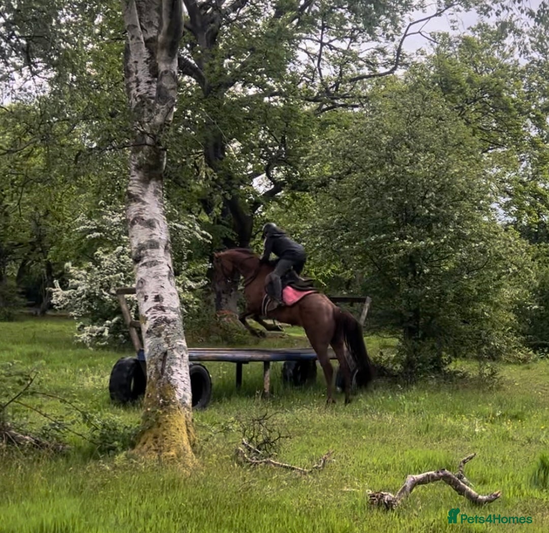 Irish Thoroughbred horses for sale: 6 yr old allrounder, 15.2, Irish mare in Bargoed - Image 20