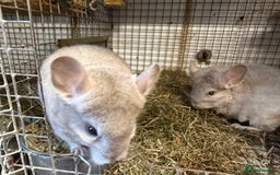 Chinchilla rodents for sale: Males and female chinchillas.  - Advert 13