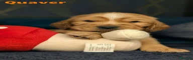 Quaver
