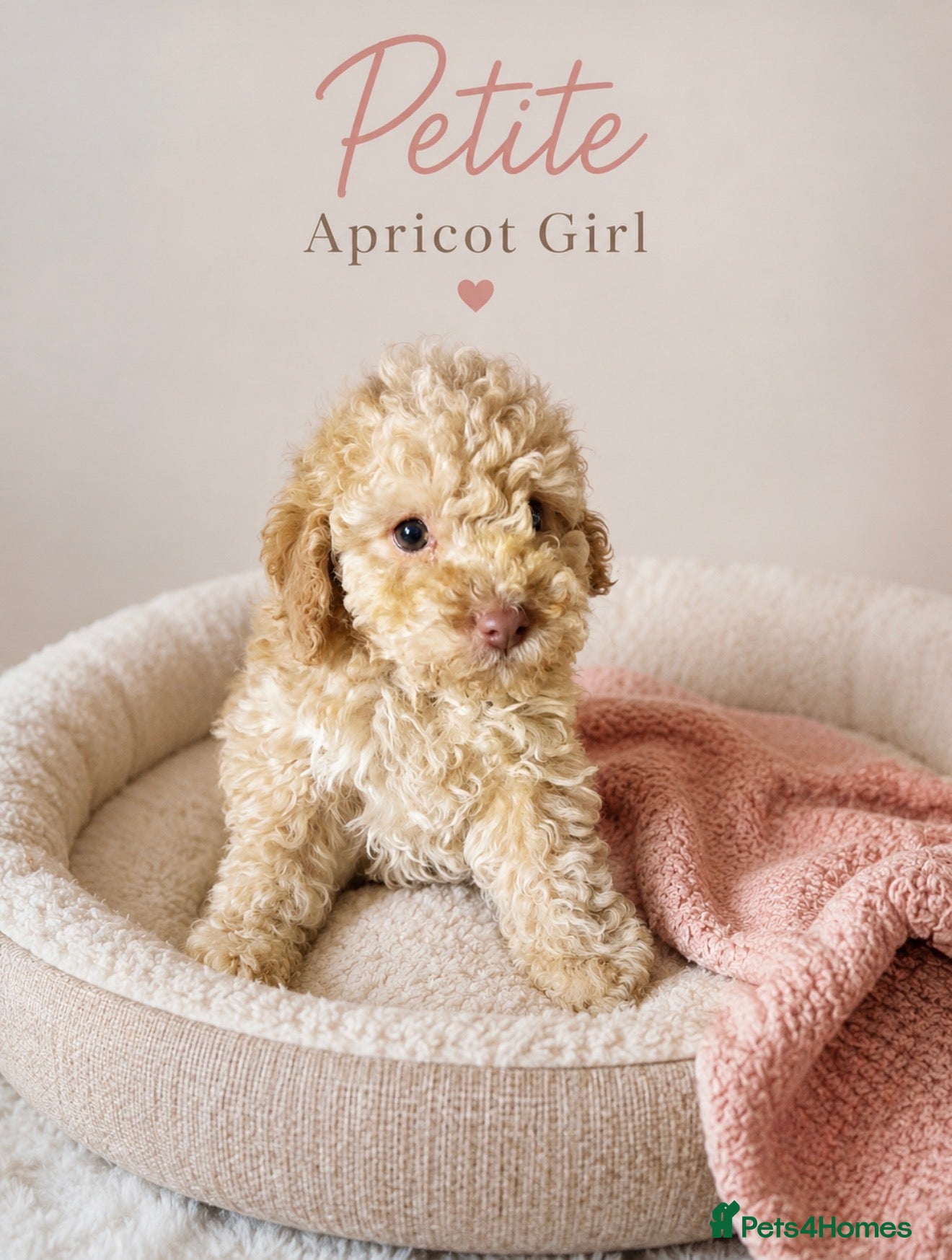 Toy Poodle dogs Beautifiul Small Toy Poodle Babies READY NOW - Advert 4