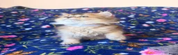 Scottish Fold cats for sale: Beautiful Scottish Fold kittens - Advert 21