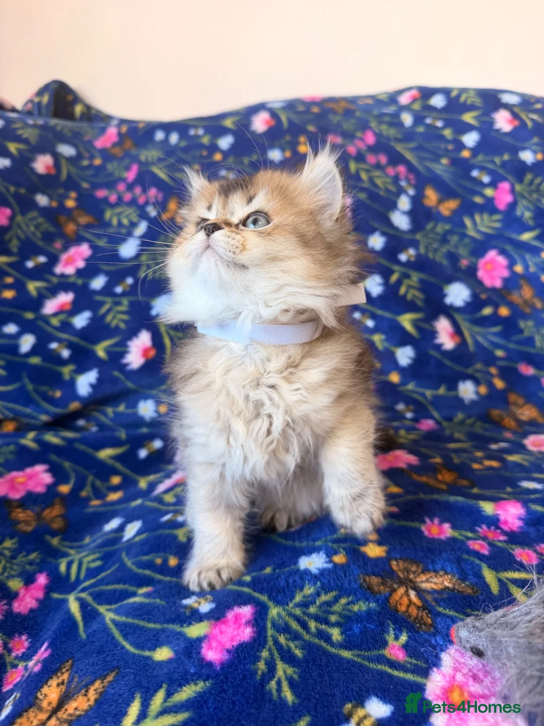 Scottish Fold cats for sale: Beautiful Scottish Fold kittens - Advert 21
