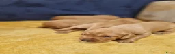 Labrador Retriever dogs for sale: KC REGISTERED FOX RED PUPPIES  in Bacup - Advert 3