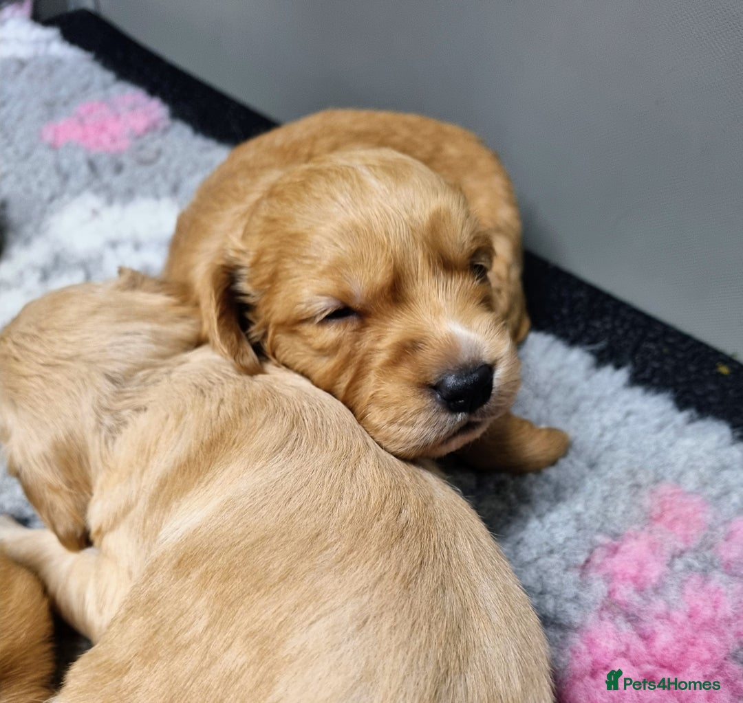 Golden Retriever dogs for sale: Stunning KC Registered Golden Retriever Puppies  - Advert 5