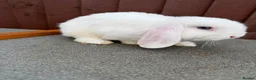Mini Lop rabbits for sale: Purebred minilop bucks AVAILABLE NOW - Advert 8