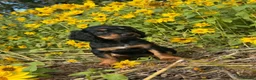 Cocker Spaniel dogs for sale: Working Cockers - Advert 9