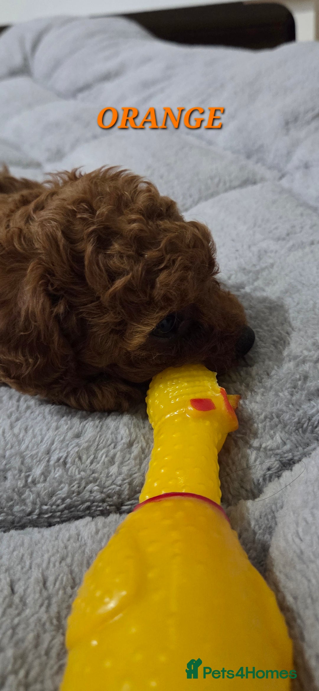 Mixed Breed dogs for sale: Toy / Aisan Poodle, Red Puppies - Advert 20