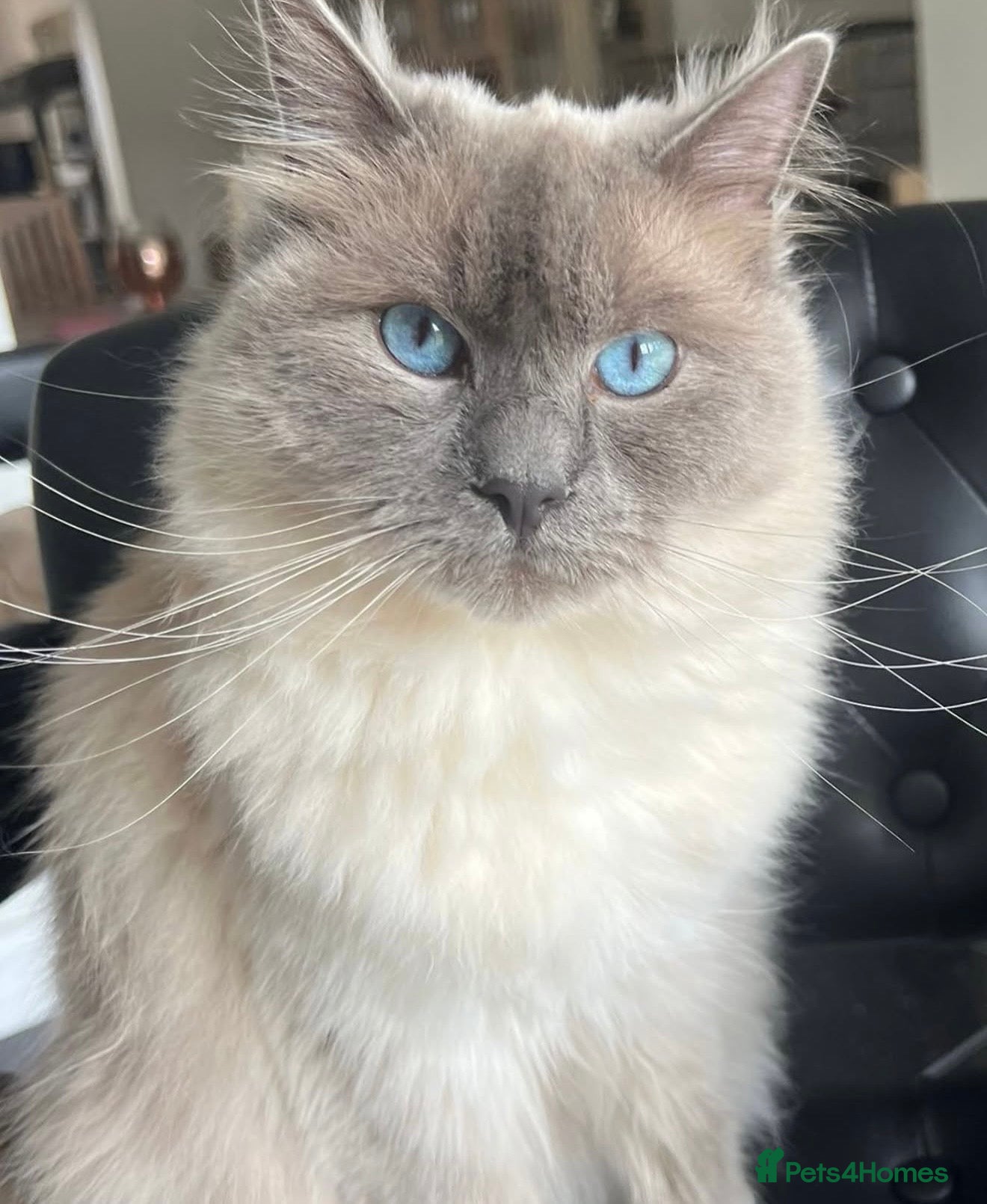 Ragdoll cats Loving Ragdoll Boy Looking for a Special Home  - Advert 2