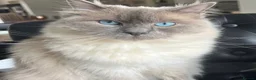 Ragdoll cats for sale: Loving Ragdoll Boy Looking for a Special Home  - Advert 1