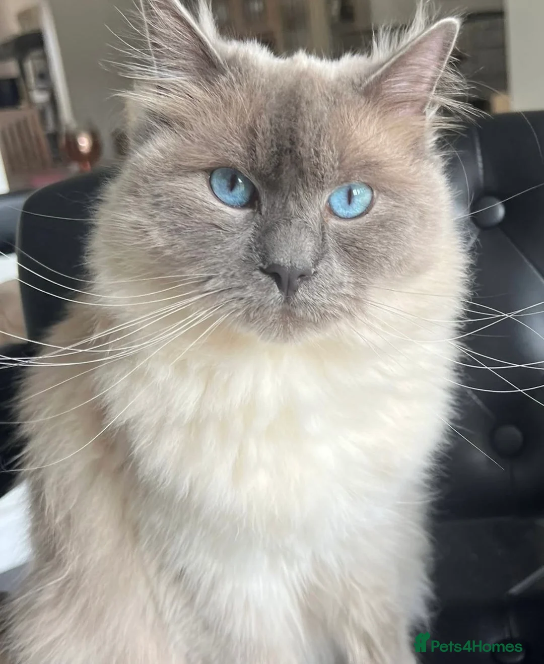 Ragdoll cats for sale: Loving Ragdoll Boy Looking for a Special Home  - Advert 1