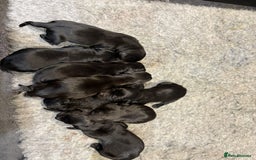 Labrador Retriever dogs for sale: Black Labrador Puppies - Image 2
