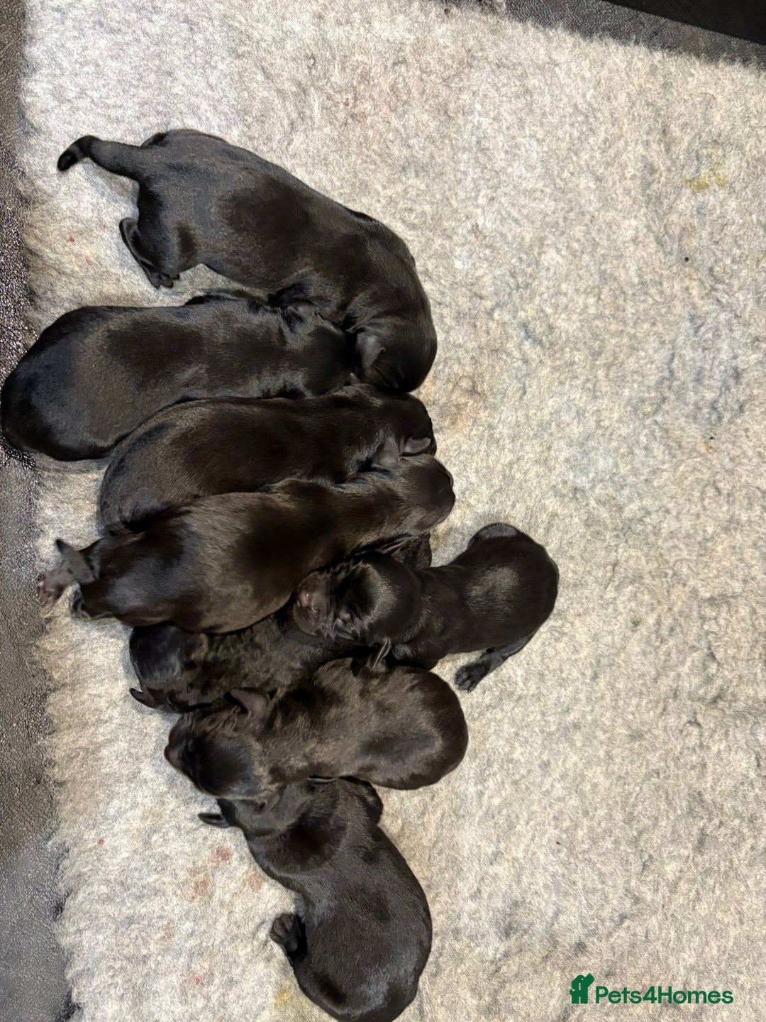 Labrador Retriever dogs for sale: Black Labrador Puppies - Image 2