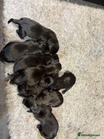 Labrador Retriever dogs - Advert 4