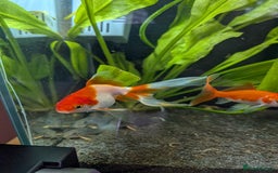 Fancy Goldfish fish for sale: Ryukin gold fish and mixed gold fish - Image 7