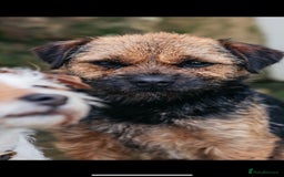 Border Terrier dogs for stud: Border terrier for Stud *SLEM clear* in Northallerton - Image 3
