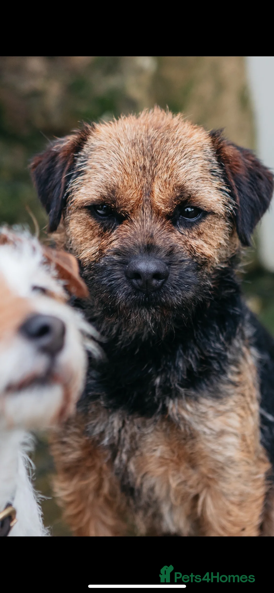 Border Terrier dogs for stud: Border terrier for Stud *SLEM clear* in Northallerton - Advert 3