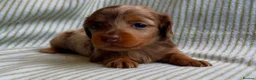 Miniature Dachshund dogs for sale: Miniature long haired dachshund  in Leeds - Advert 10