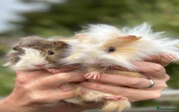 Guinea Pig rodents for sale: Beautiful Baby Guinea Pigs  - Image 1
