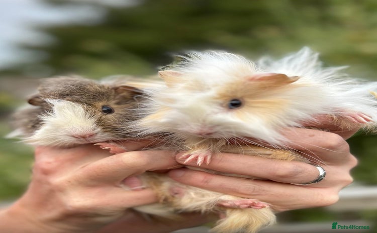 Guinea Pig rodents - Advert 4