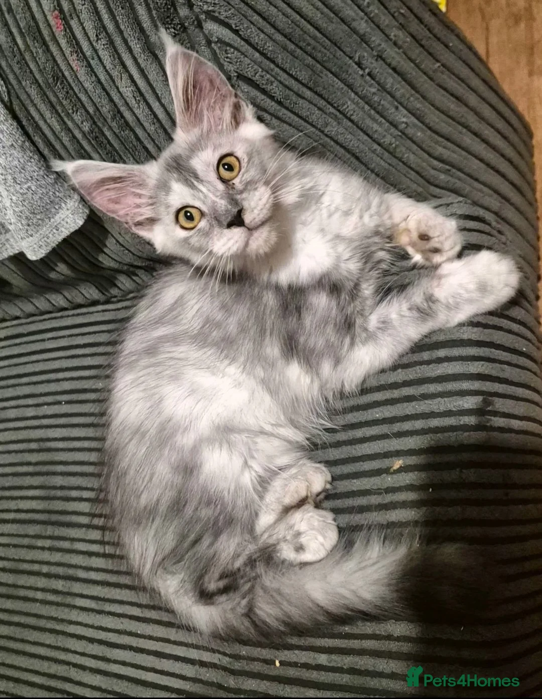 Maine Coon cats for sale: High silver tortie - Advert 1