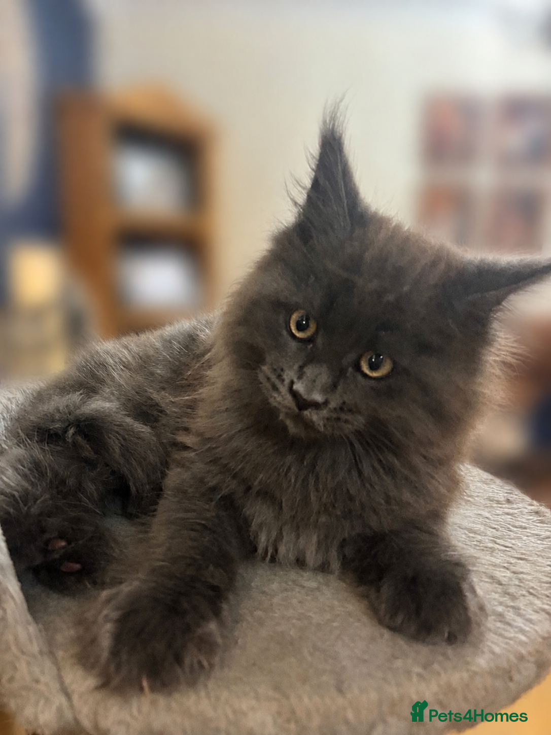 Maine Coon cats Chunky pedigree Maine coon kittens - Advert 3
