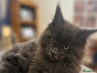 Maine Coon cats Chunky pedigree Maine coon kittens - Advert 3