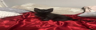 Black kitten 