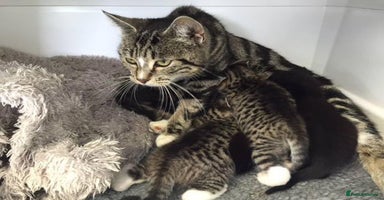 Mixed Breed cats - Advert 6