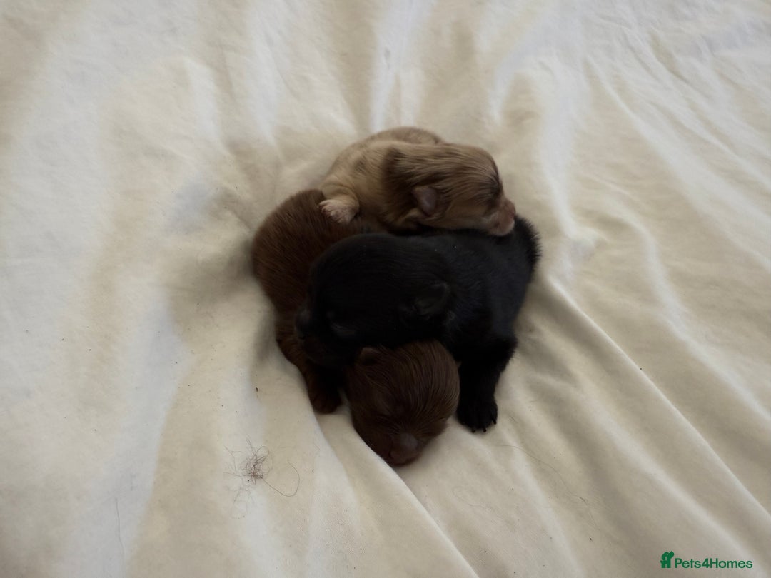 Pomeranian dogs for sale: Kc jet black Pomeranian male Merlin  - Image 16