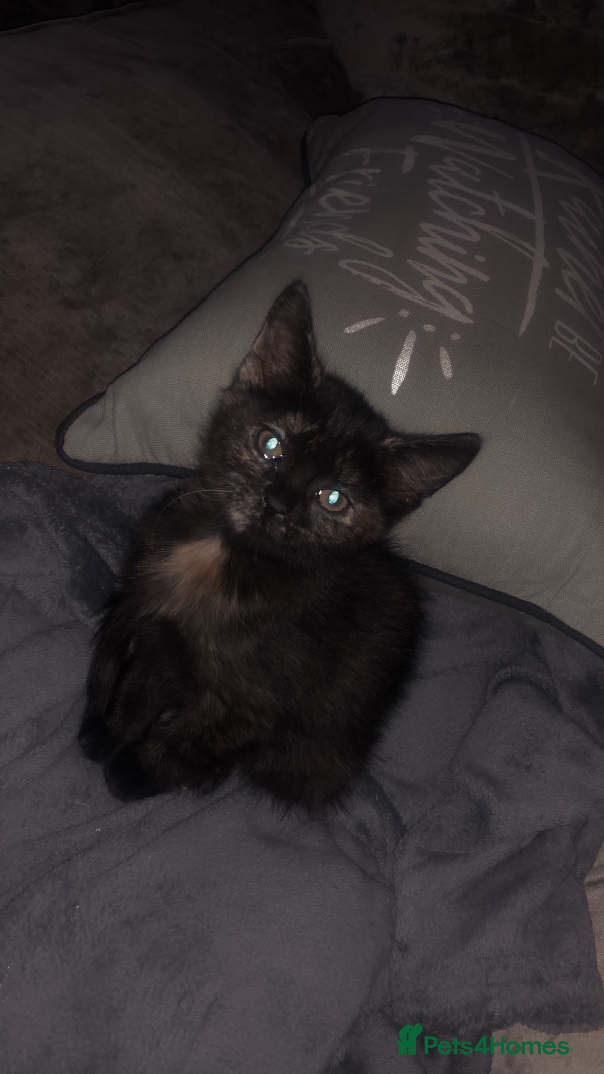 Mixed Breed cats Beautiful girl  - Advert 1