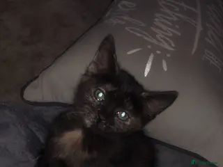 Mixed Breed cats Beautiful girl - Advert 1