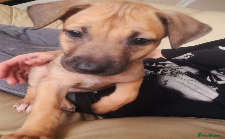 Mixed Breed dogs - Advert 8