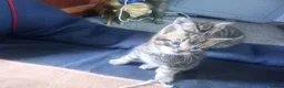 Mixed Breed cats for sale: ORIENTAL BENGAL X MAU KITTENS READY NOW! 1 OF EACH - Advert 29