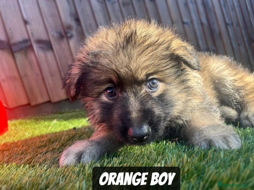 German Shepherd dogs for sale: Beautiful KC Reg Straight Back German Shepherds🐾 - Advert 27