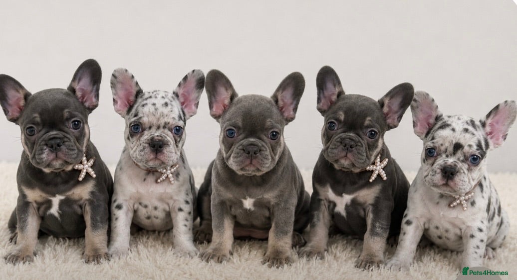 French Bulldog dogs READY TO LEAVE french bulldog puppies - Advert 1