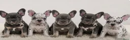 French Bulldog dogs for sale: Ready Now french bulldog puppies - Advert 4