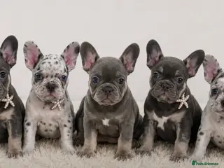 French Bulldog dogs READY TO LEAVE french bulldog puppies - Advert 1