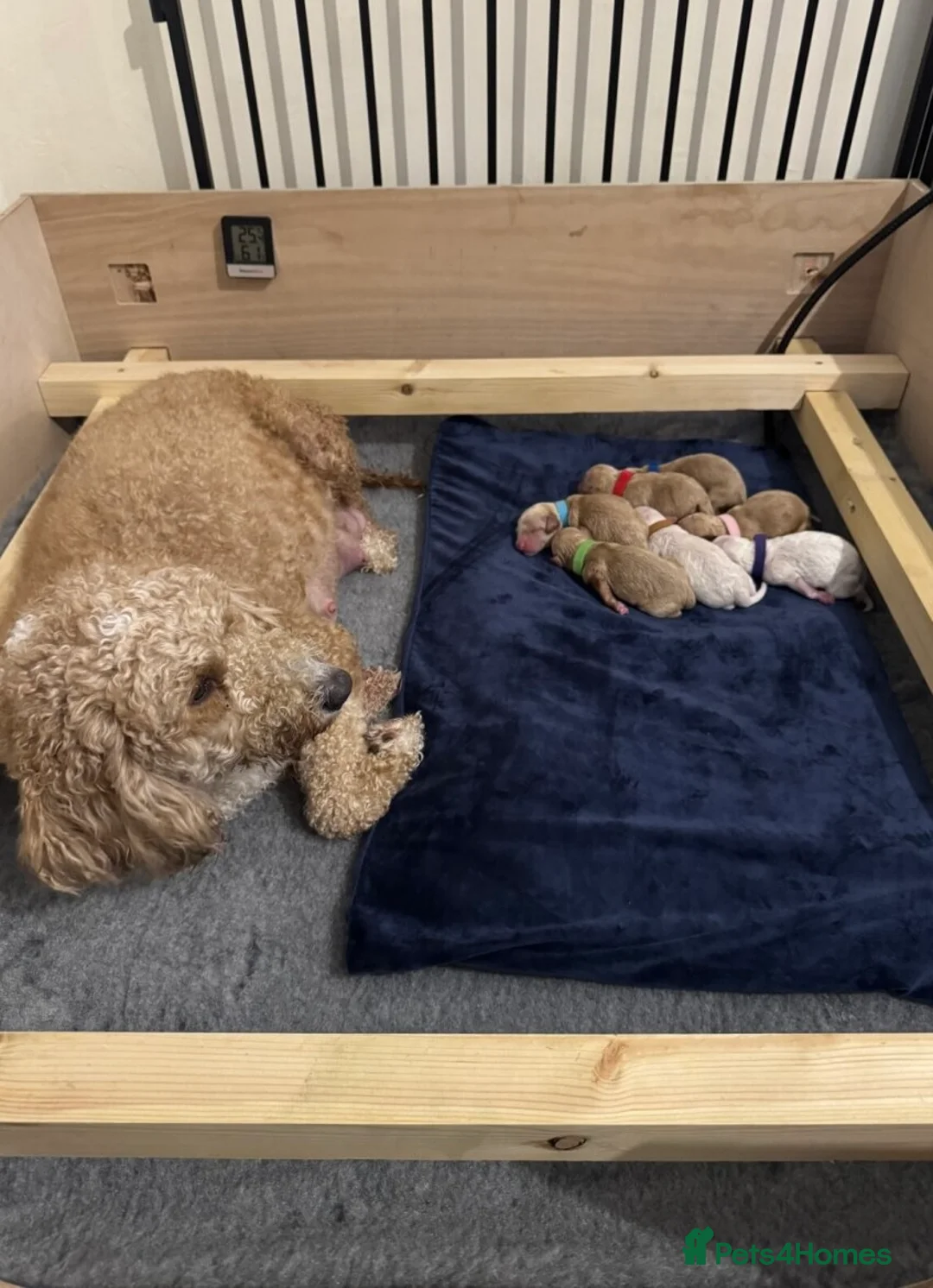Mixed Breed dogs for sale: Goldendoodle x Cockapoo Puppies (Double Doodles) - Advert 18