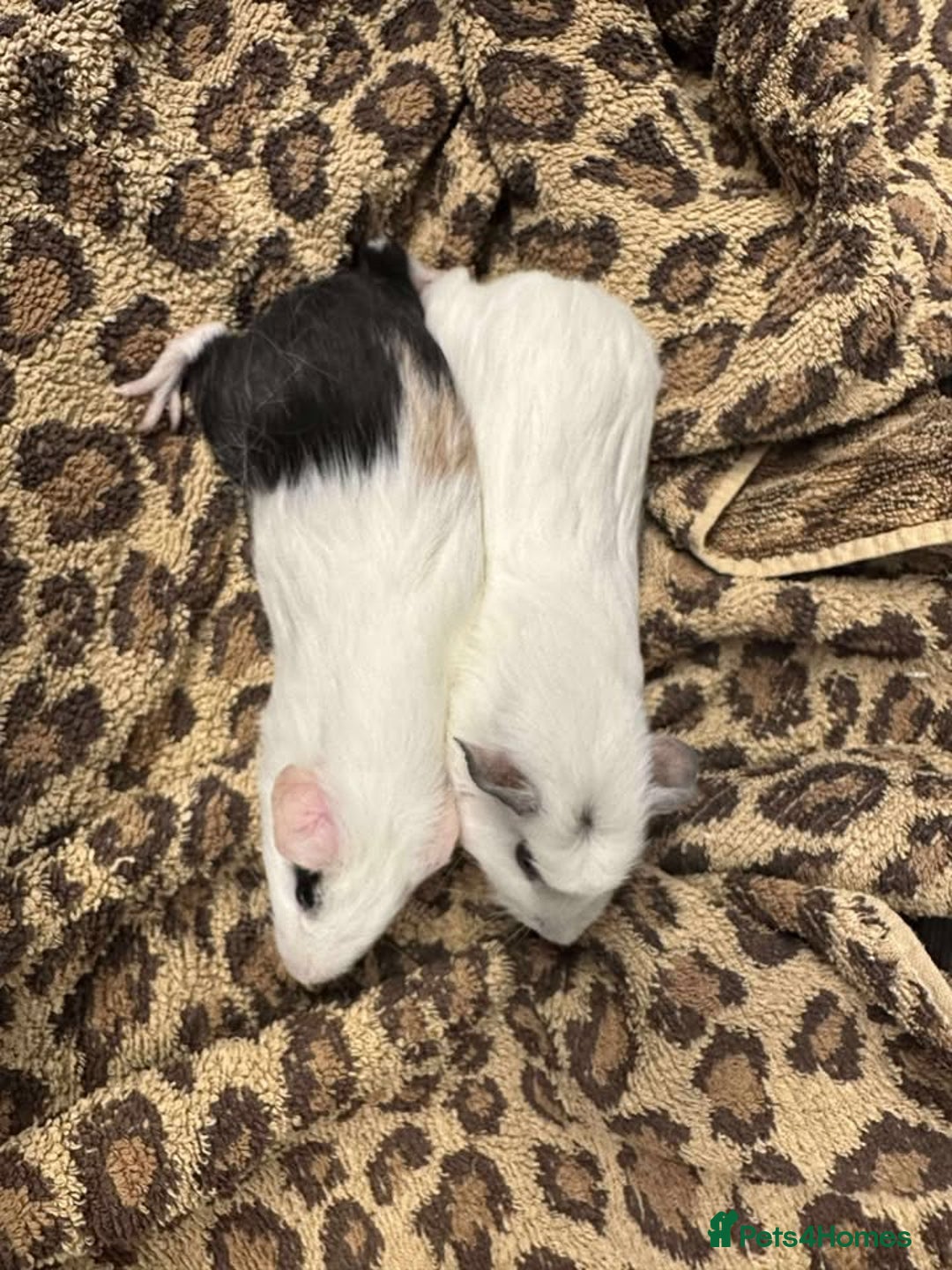 Guinea Pig rodents for sale: Guinea Pigs and other rodents available - Image 7