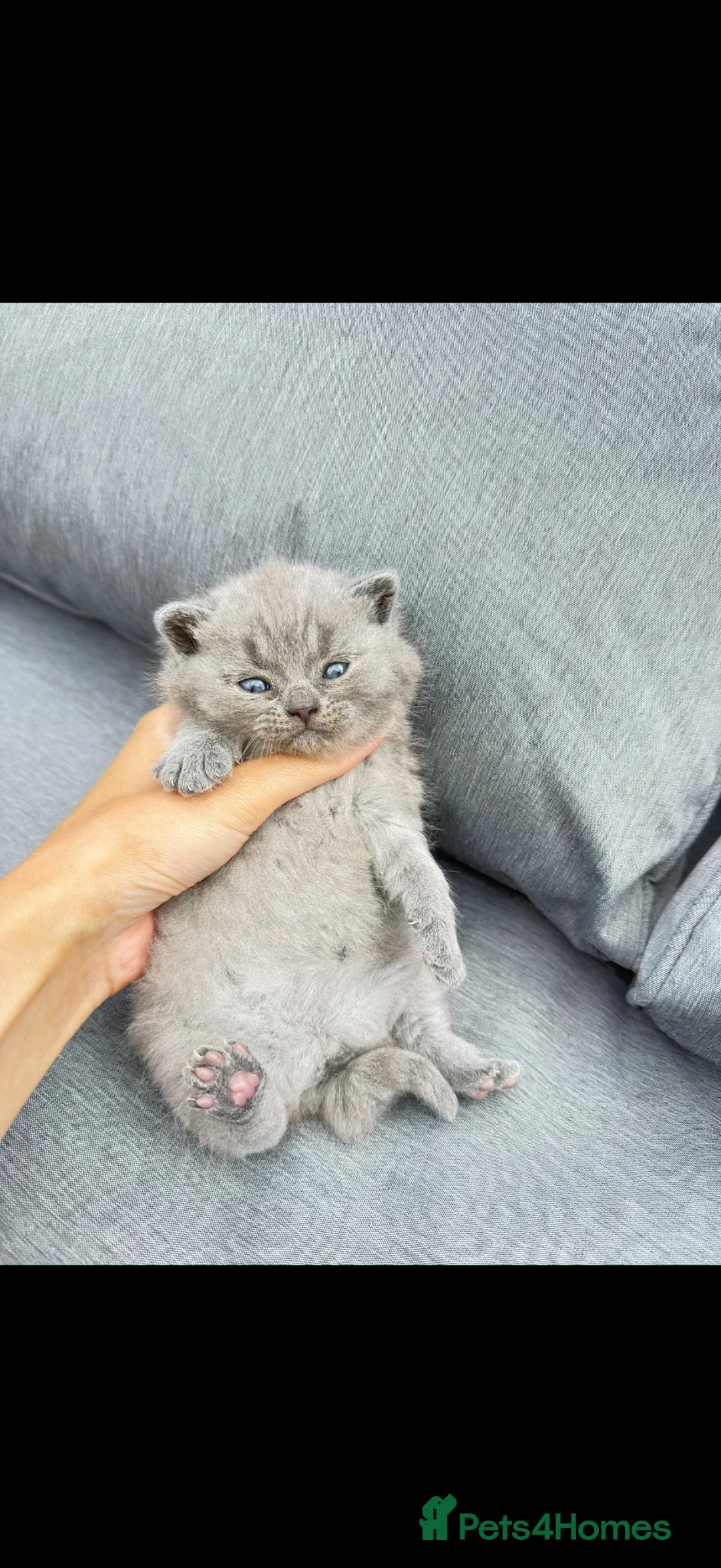 British Shorthair cats for sale: Stunning BSH kittens  - Advert 2