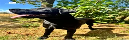 Labrador Retriever dogs for sale: Ace - Fully Trained Family Pet Labrador - Advert 2