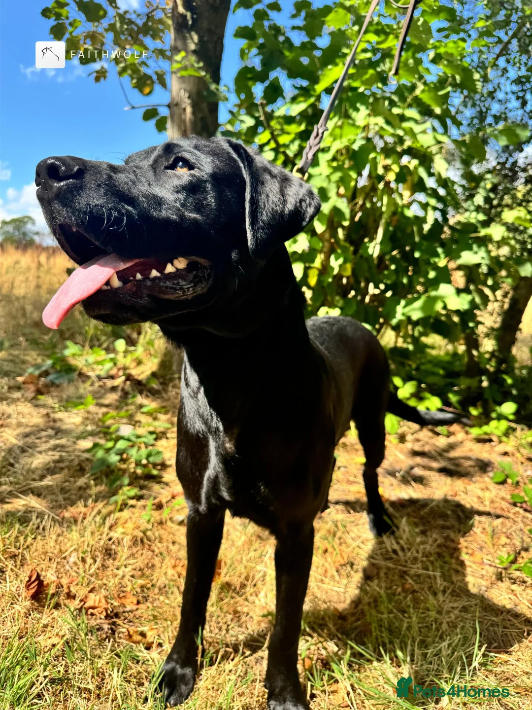 Labrador Retriever dogs for sale: Ace - Fully Trained Family Pet Labrador - Advert 2