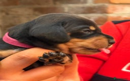 Miniature Dachshund dogs for sale: 7 miniature dachshunds for sale  - Advert 9