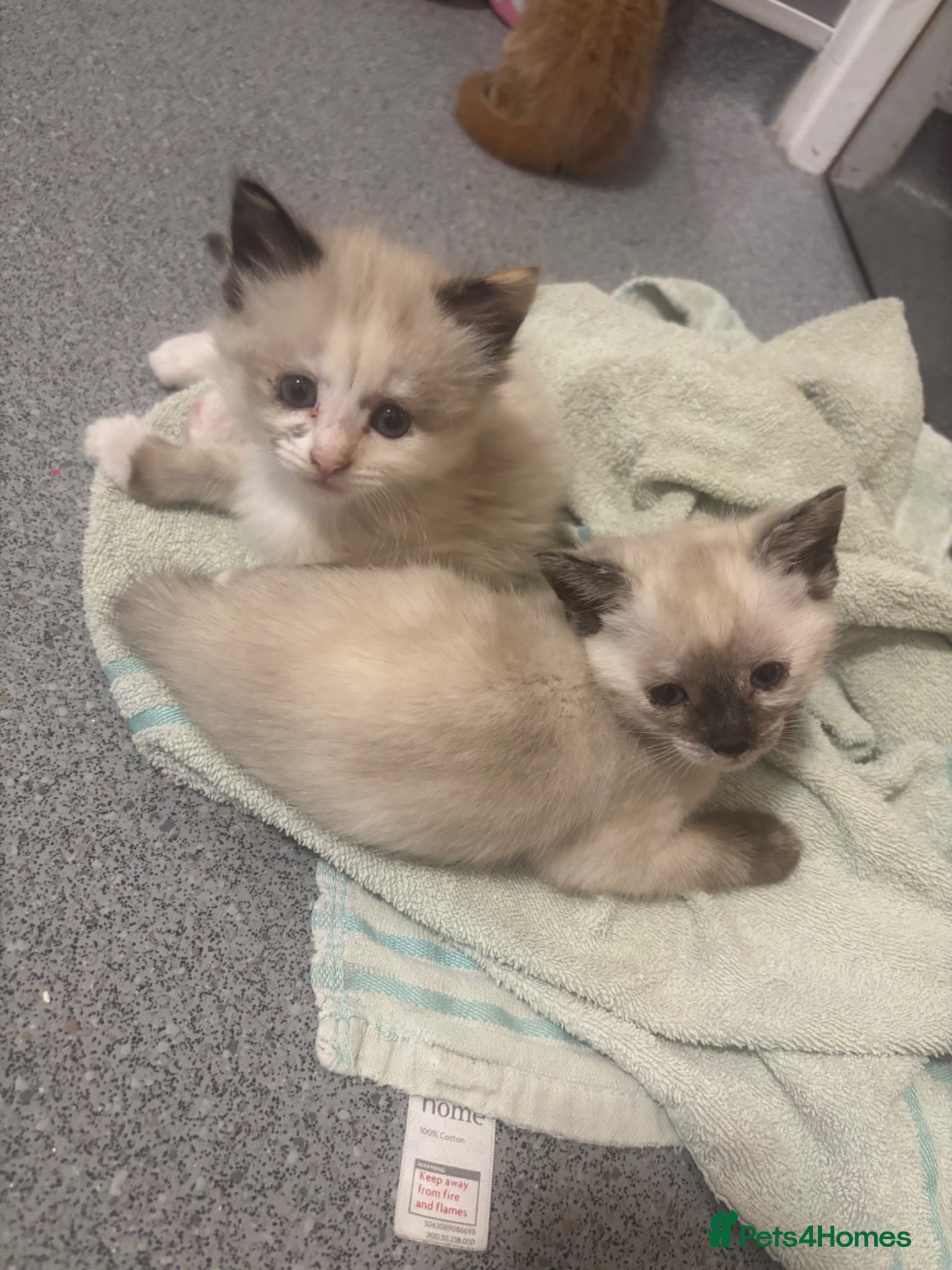 Mixed Breed cats Kittens for sale  - Advert 3