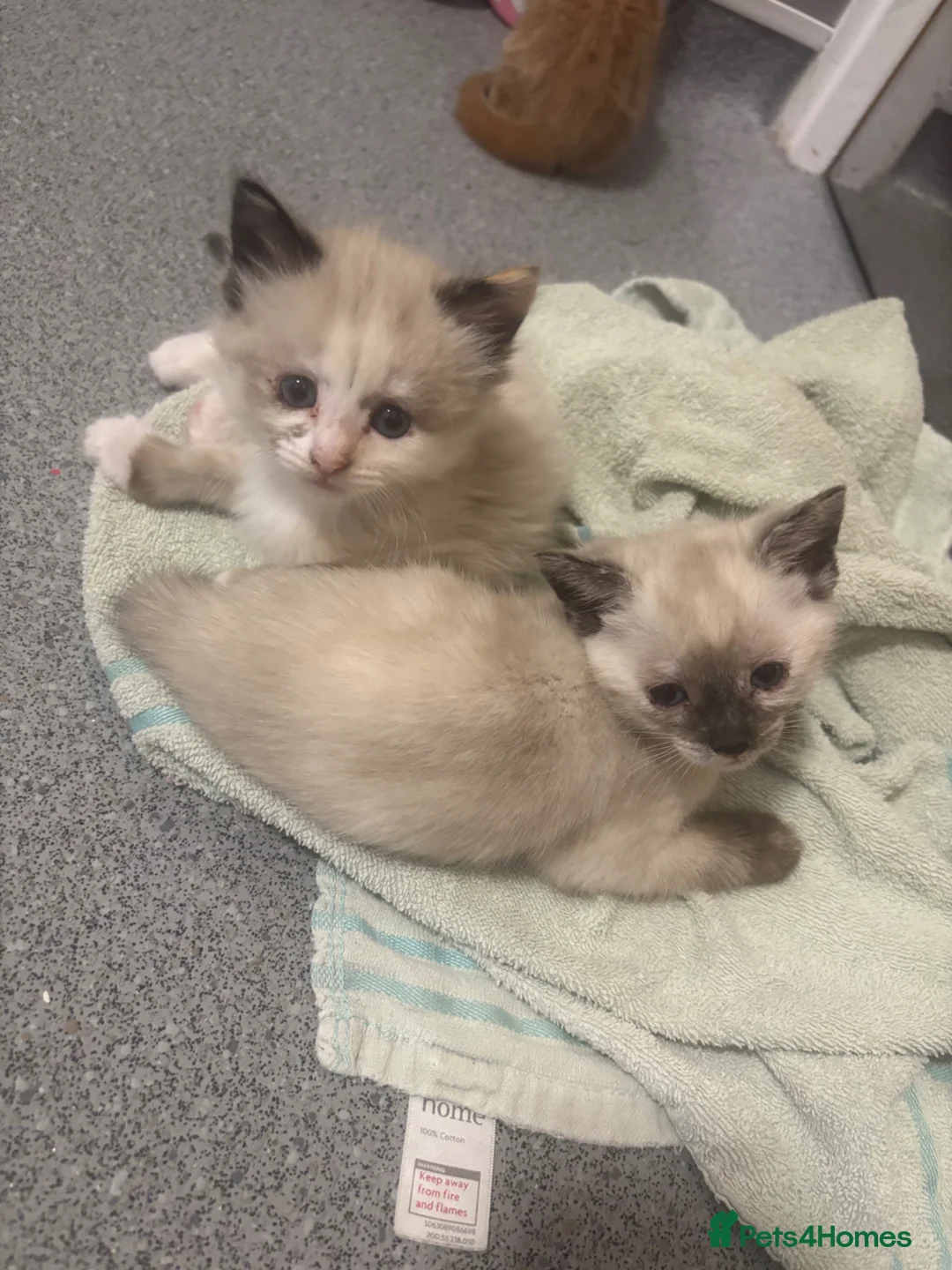 Mixed Breed cats for sale: Kittens for sale  - Advert 1