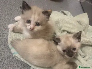 Mixed Breed cats Kittens for sale - Advert 2