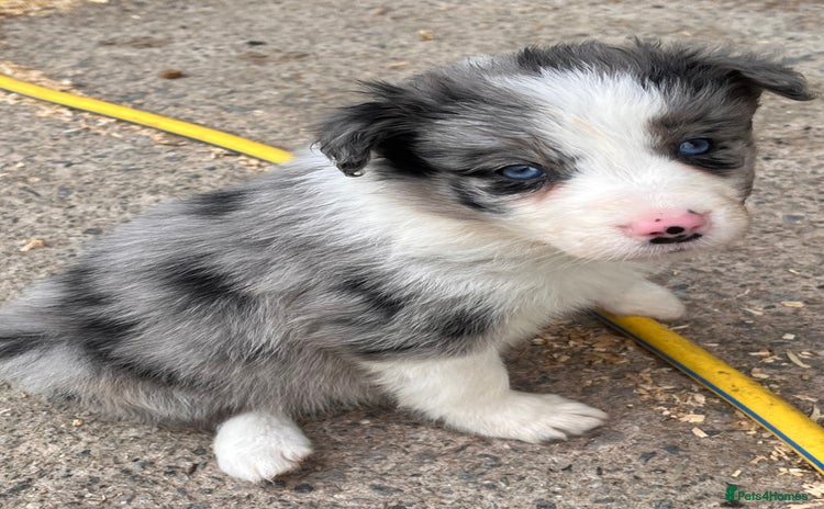 Border Collie dogs - Advert 12