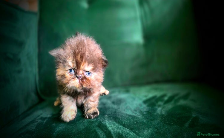 Persian cats - Advert 3