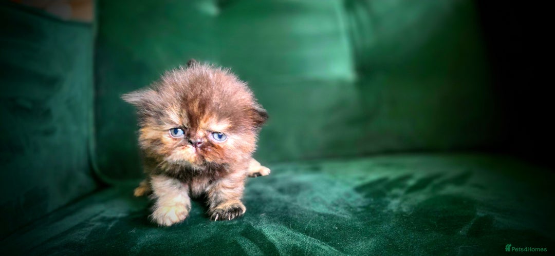 Persian cats for sale: Beautiful and Rare Purebred Persian Kittens - Image 1