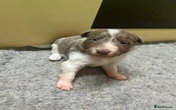 Border Collie dogs for sale: Fully health tested lilac and white kcreg puppies  - Image 1